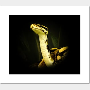 Python Posters and Art